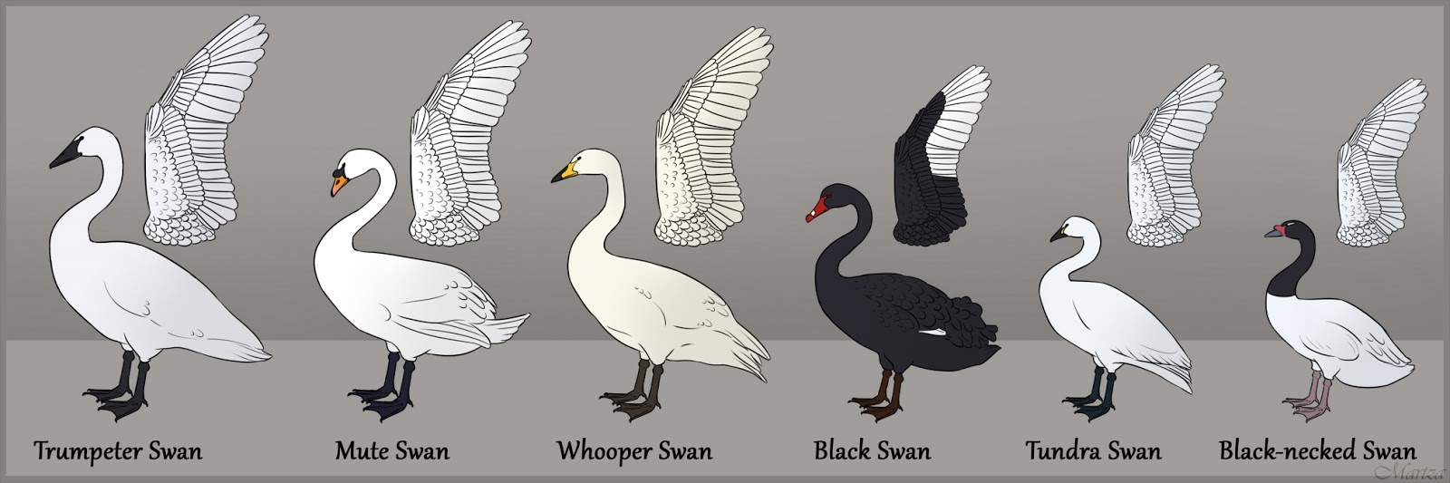 Clan of Black Swans Anatomy and swan study