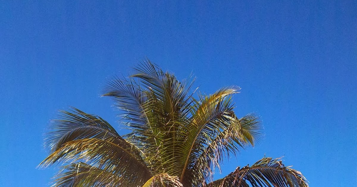 Liliana Usvat Reforestation and Medicinal use of the Trees Palm