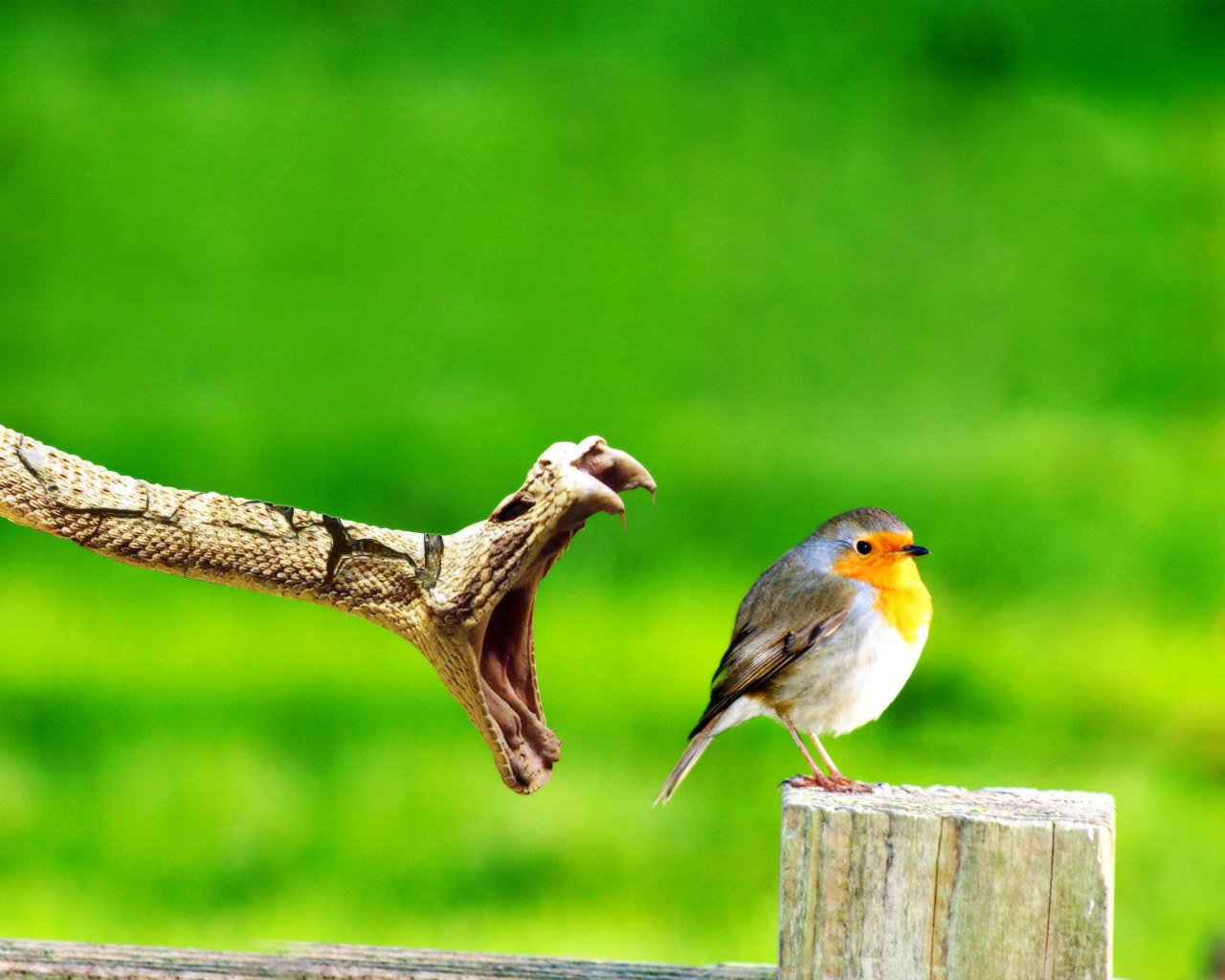 http://2.bp.blogspot.com/-7K1Dpnn6pcg/TgBNLFBXMgI/AAAAAAAABSI/dYh-G5VkGOk/s1600/Animals_Birds_Bird_and_snake_004698_.jpg