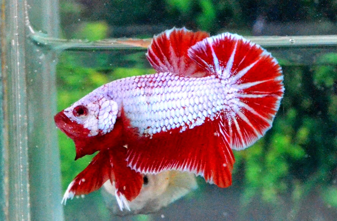 HMPK330 Red Dragon Plakat ! Betta 138