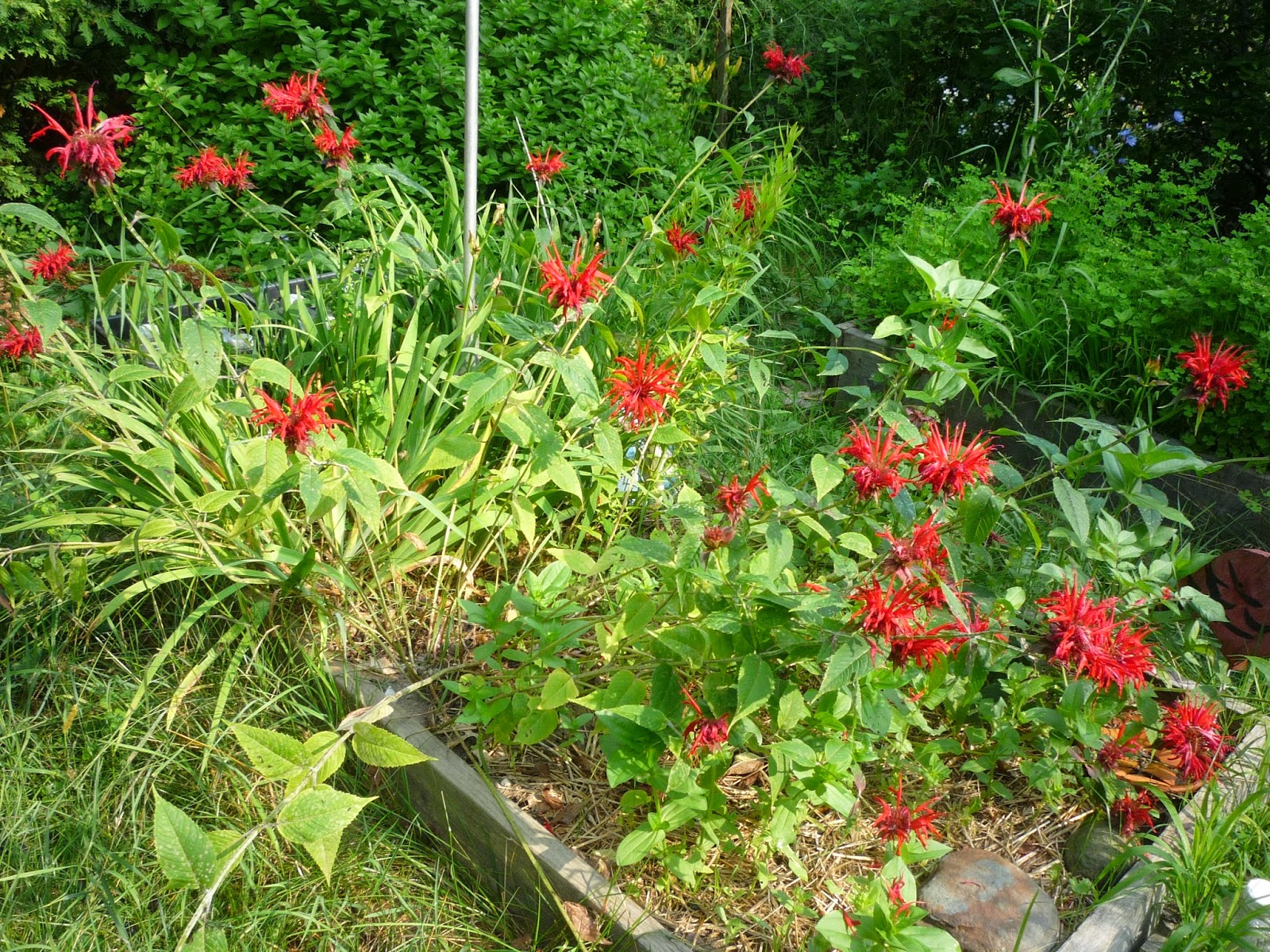 Vermont backyard flowers, July 2014 South Burlington, Vermont Photos