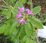 Rhododendron (Rhododendron ponticum) (rhododendron )