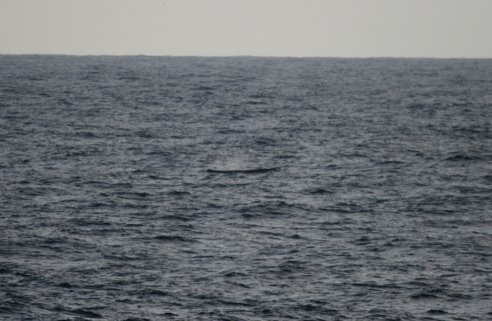 Sperm Whales And Killer Whales