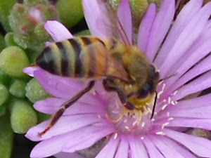 Bee Amazing!