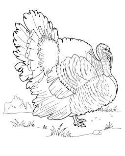 Desene De Colorat Si Planse Educative Desene De Colorat Cu Pasari Domestice Curcanul