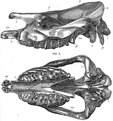 Aceratherium skull