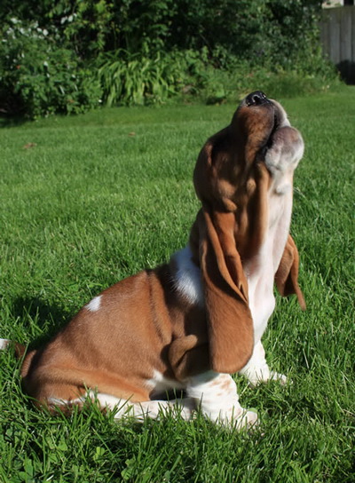 cute Basset Hound Puppies Pictures Basset Hound Puppies