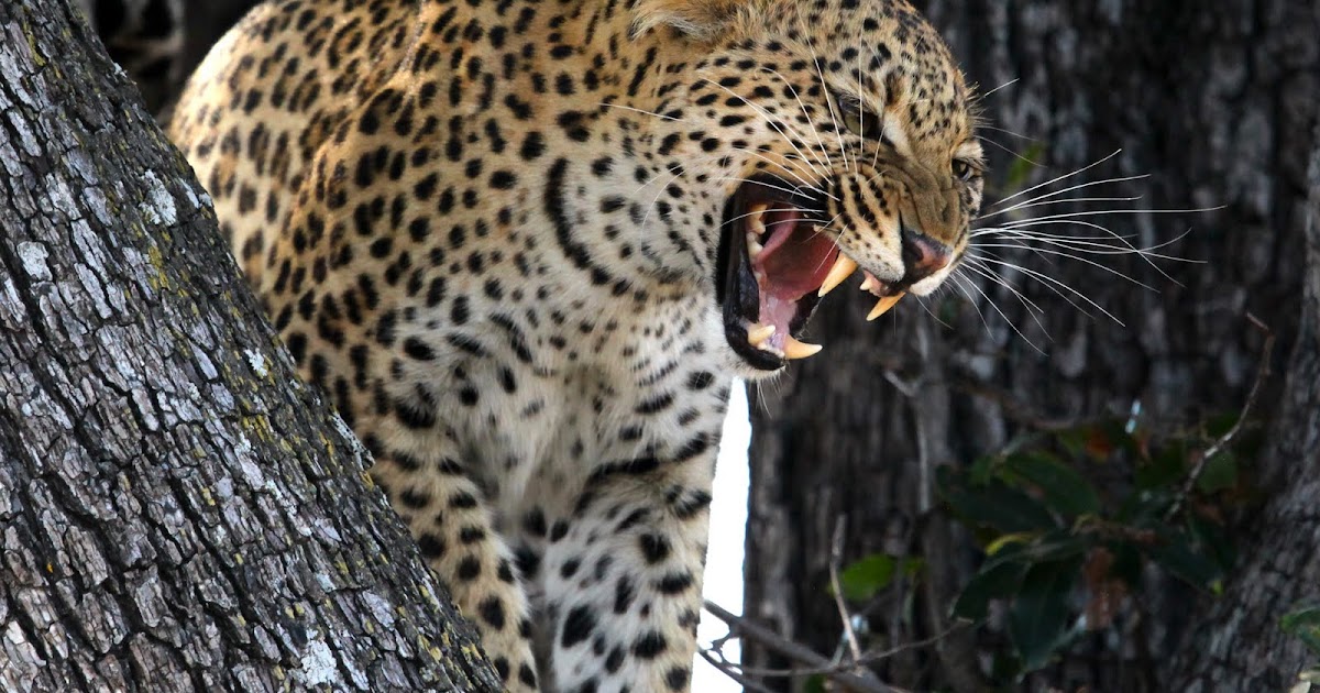 GordonGrice.com: More Leopard Attacks in India
