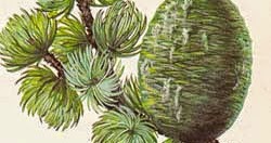 Il miglior olio essenziale per risposte di capelli