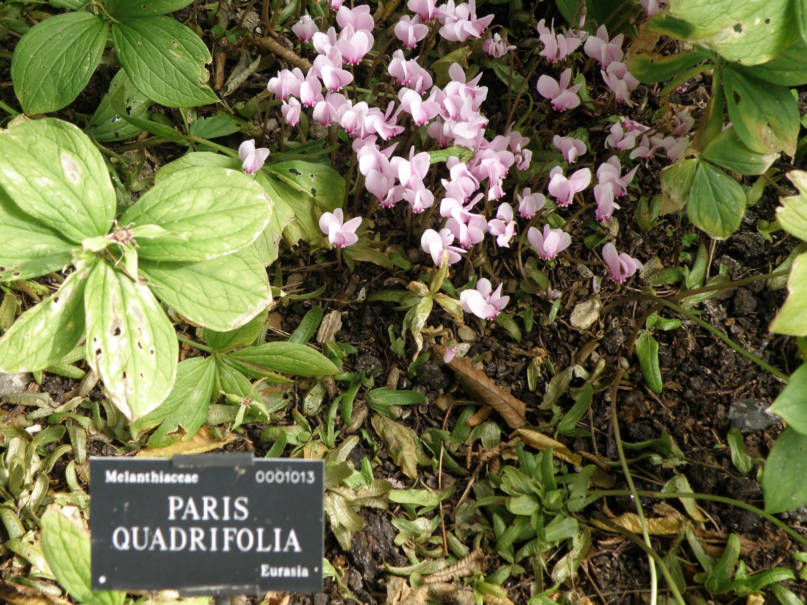 download реческие мифы 2006