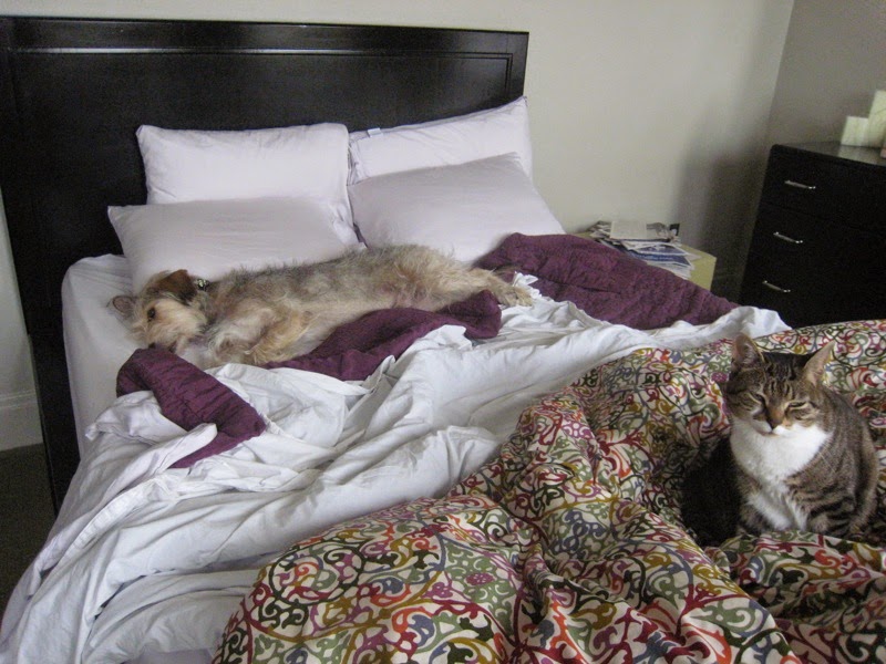 Pet Blog By Bocci Bocci's Beefs Does Your Dog Share Your Bed?
