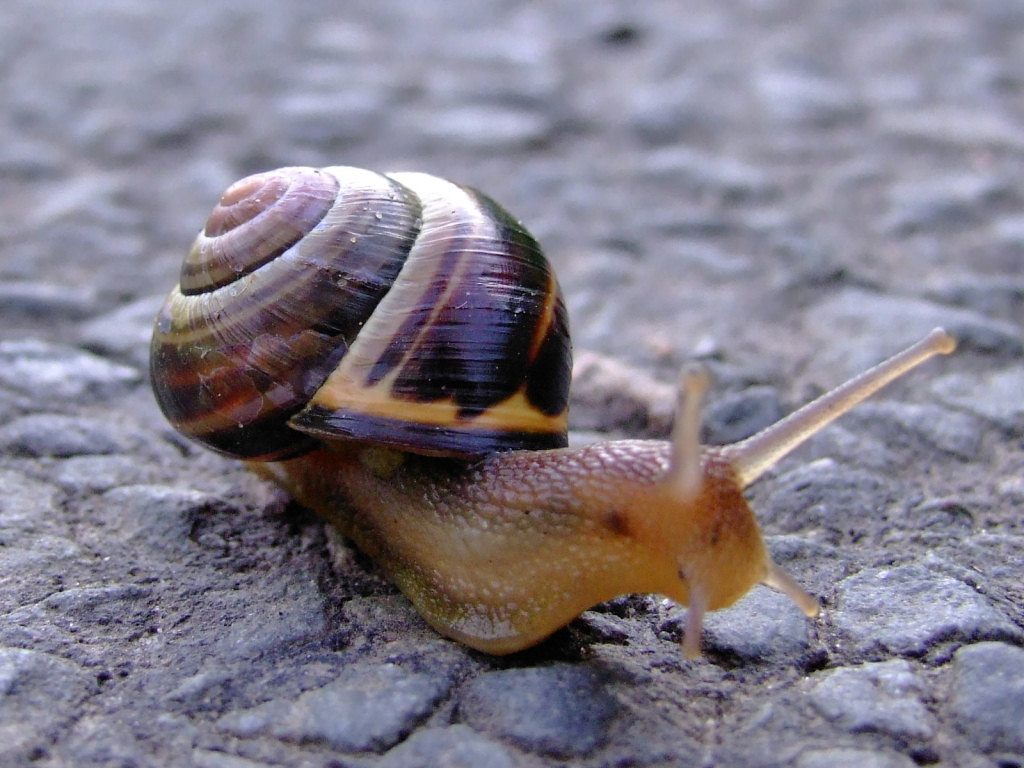 Snail True Wildlife Creatures Snail True Wildlife Creatures