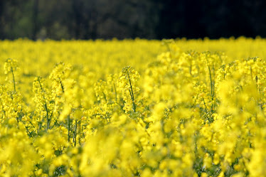 la photo du 21 avril 2011 (1058)