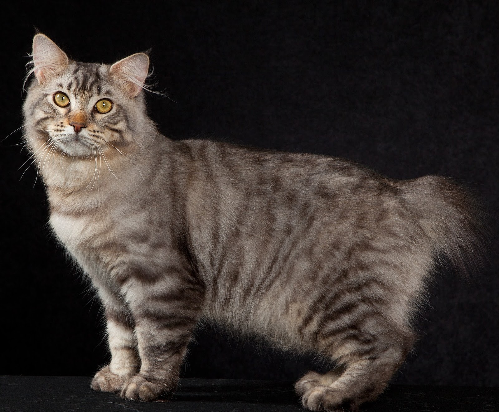 Healthiana American Bobtail Cats