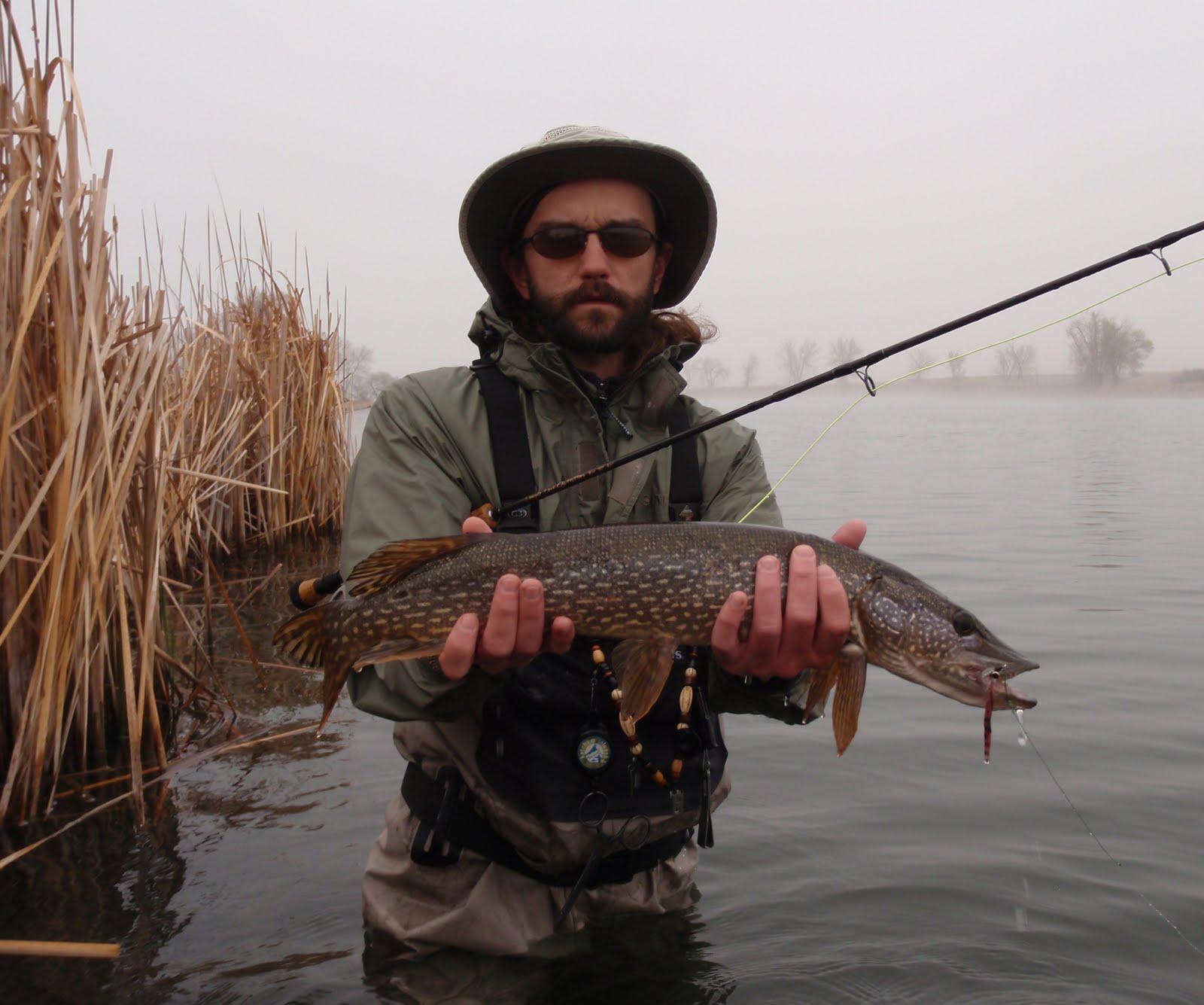 Colorado Fly Fishing Reports Northern pike...get out of bed early!