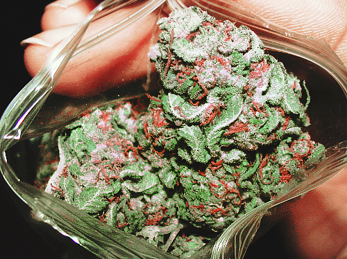 DE OBESIDADE À DEPRESSÃO: CONHEÇA 10 BENEFÍCIOS ASSOCIADOS À MACONHA MEDICINAL DE OBESIDADE À DEPRESSÃO: CONHEÇA 10 BENEFÍCIOS ASSOCIADOS À MACONHA MEDICINAL