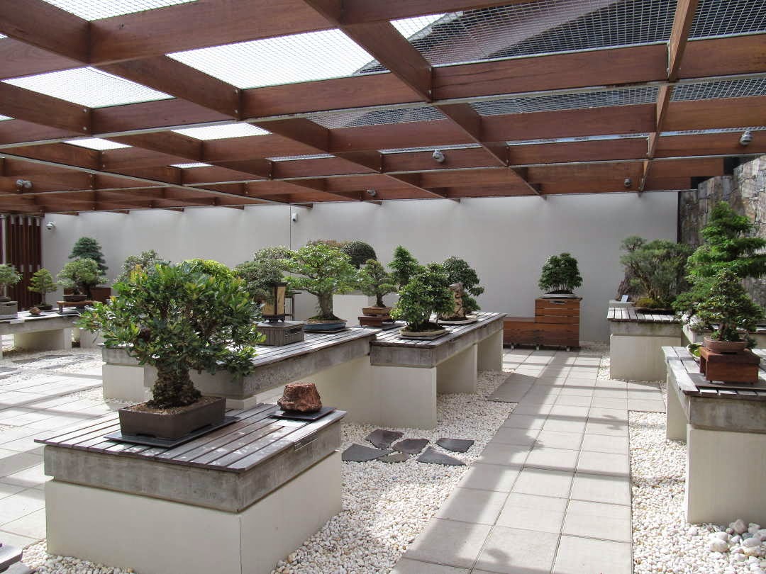 PhyloBotanist Australia's National Arboretum, part 2 Bonsai collection