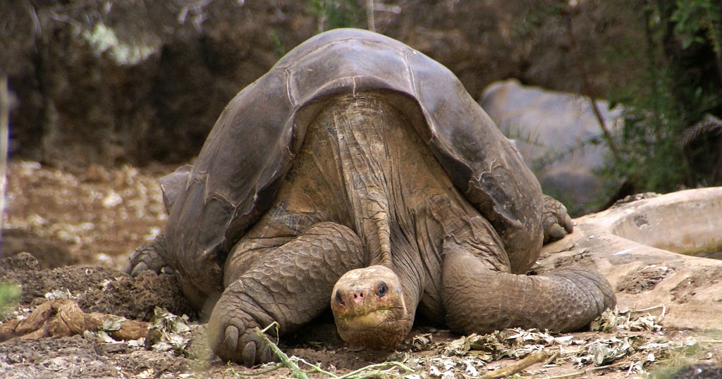 pinta island tortoise pinta island tortoise