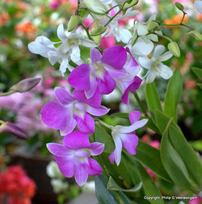 Images of Sri Lanka on Orchid flowers, 'Waters Edge