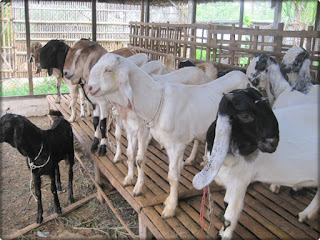 Rahasia Budidaya Ternak Kambing agar Sukses