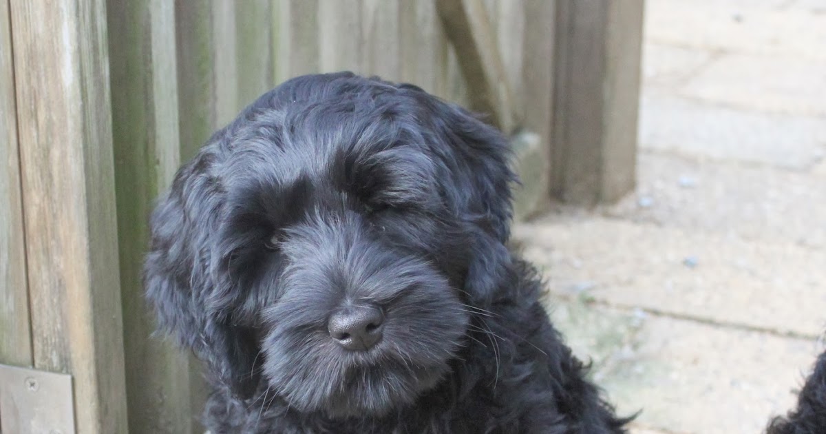 AnnaBlog! Why I love Black Labradoodles so much.