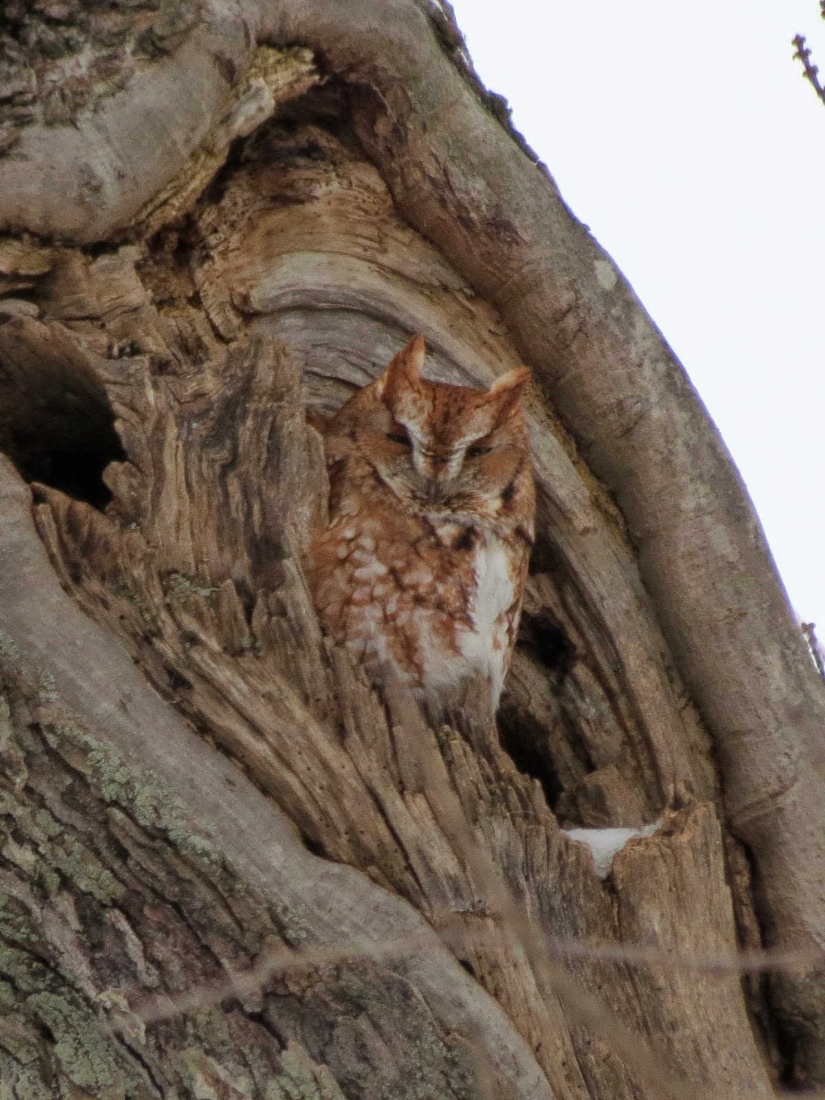 Eastern Screech-Owl (red morph) - Wolfe Island, ON