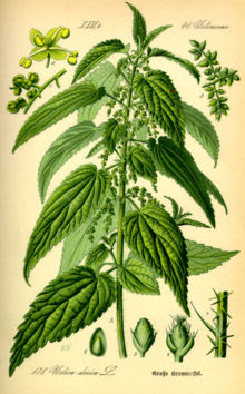nettle - Brennessel