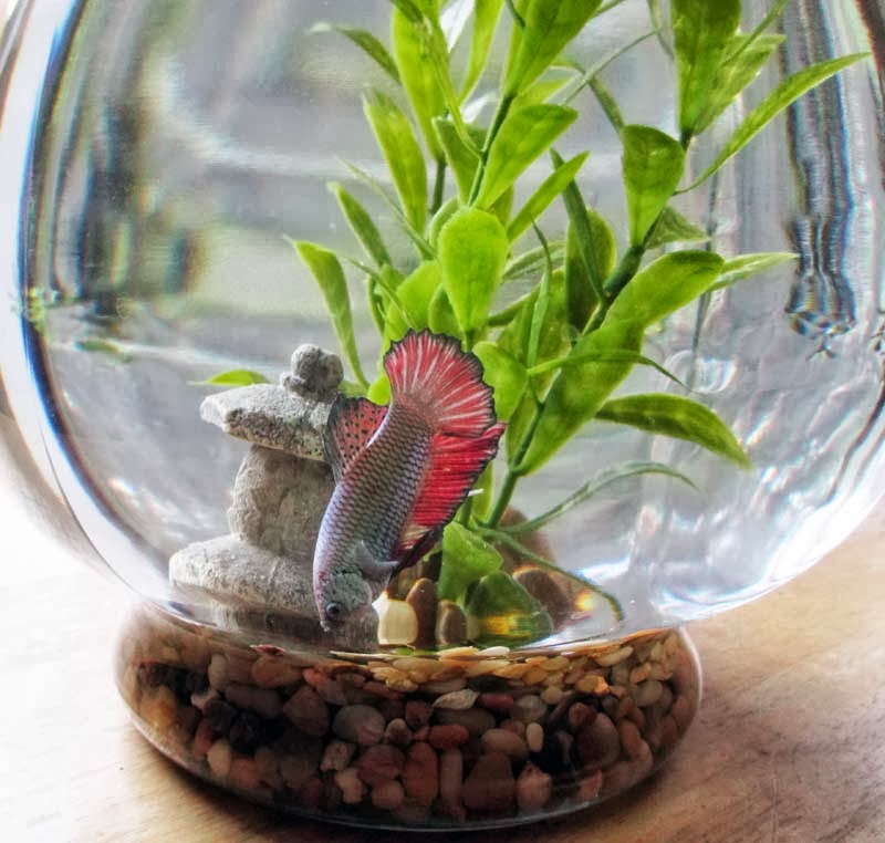 Green Jean one little fish