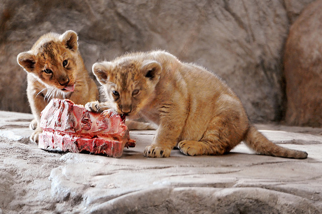 dos bebés pequeños leones