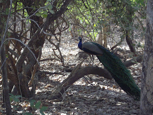 peacock perched on a tree.