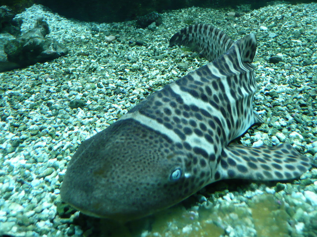 Real Monstrosities Zebra Shark