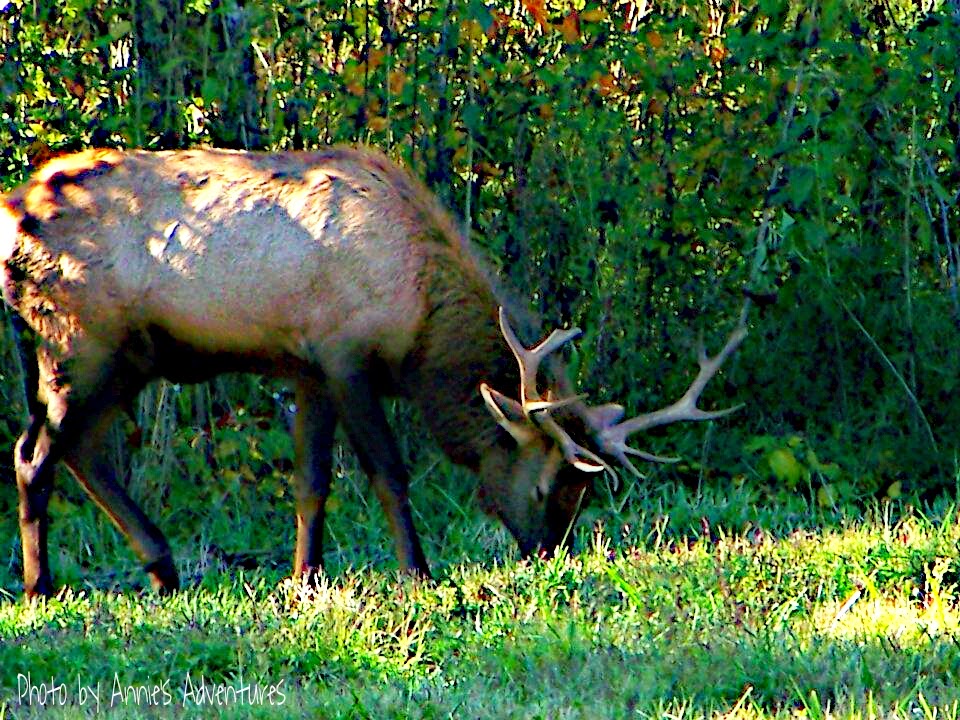Annie's Adventures Elk & Bison Prairie, Land Between the Lakes