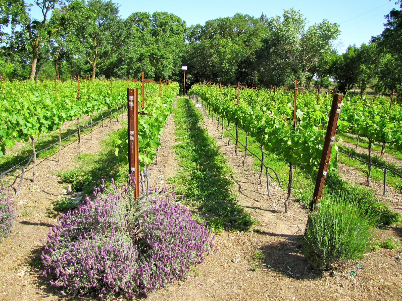 Erik Wait's Wine Country Photography St. Winery Acampo, California