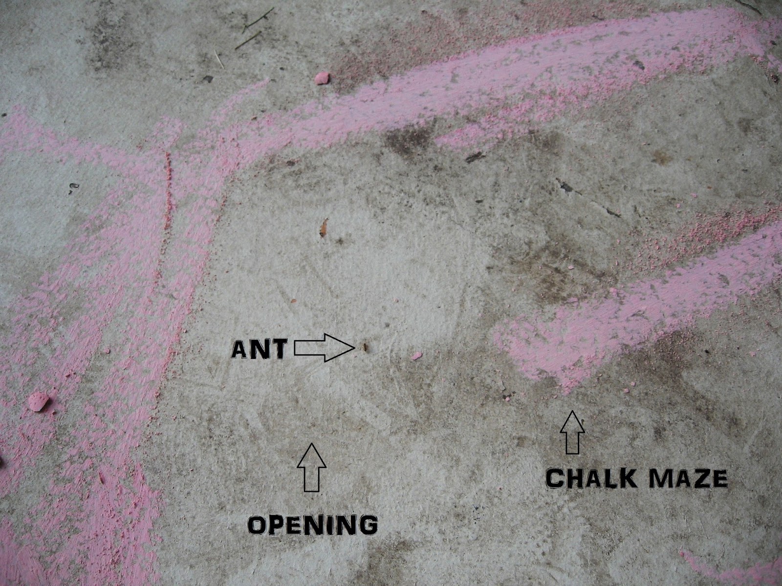 Almost Unschoolers Summer Science Will Ants Cross a Line of Chalk?
