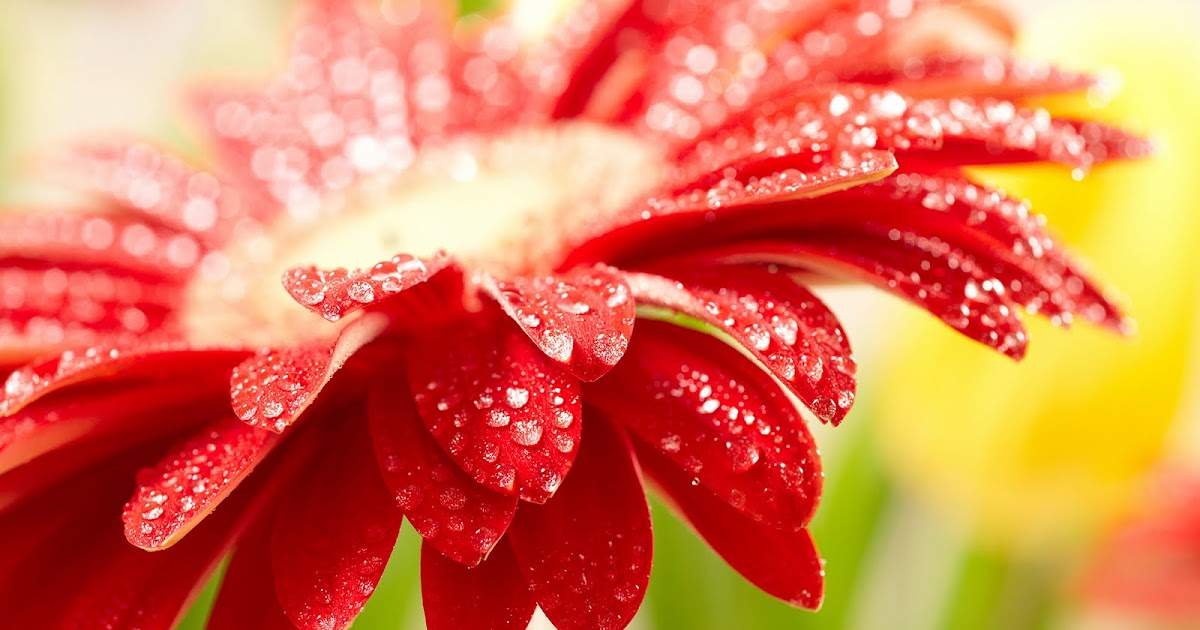 Beautiful Acterss Wallpapers Hd Beautiful Rain Wallpapers For