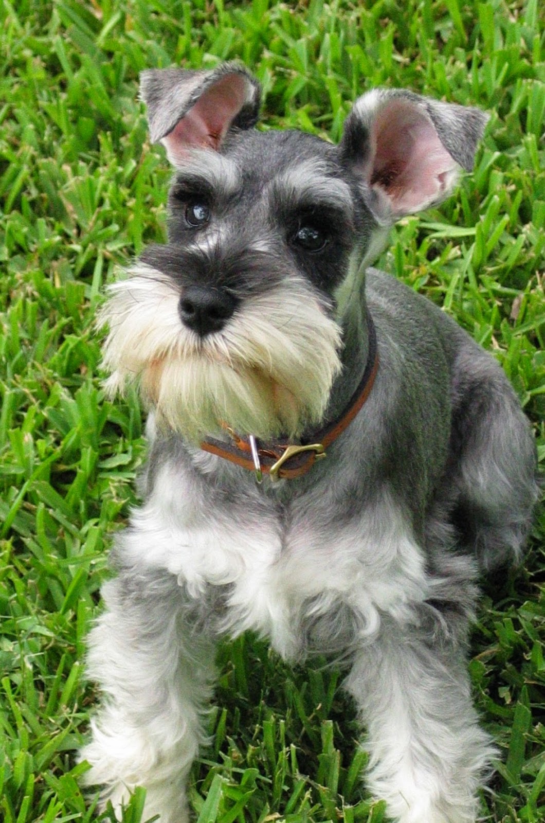 Perros Schnauzer