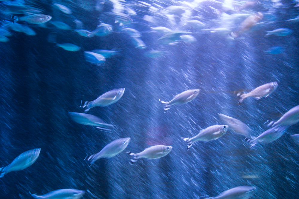 James Gordon Patterson Photography Photography at SeaLife Arizona