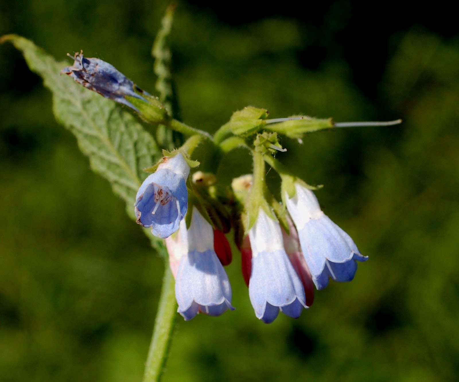 Shropshire Master Composters News Comfrey the wonder plant