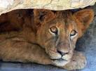 Lioness at Ruaha NP