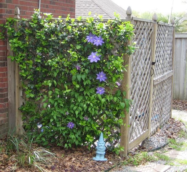 A Shower Fresh Garden H.F. Young Clematis Blooms