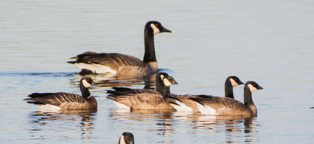 goose goose duck proximity chat goose goose duck proximity chat