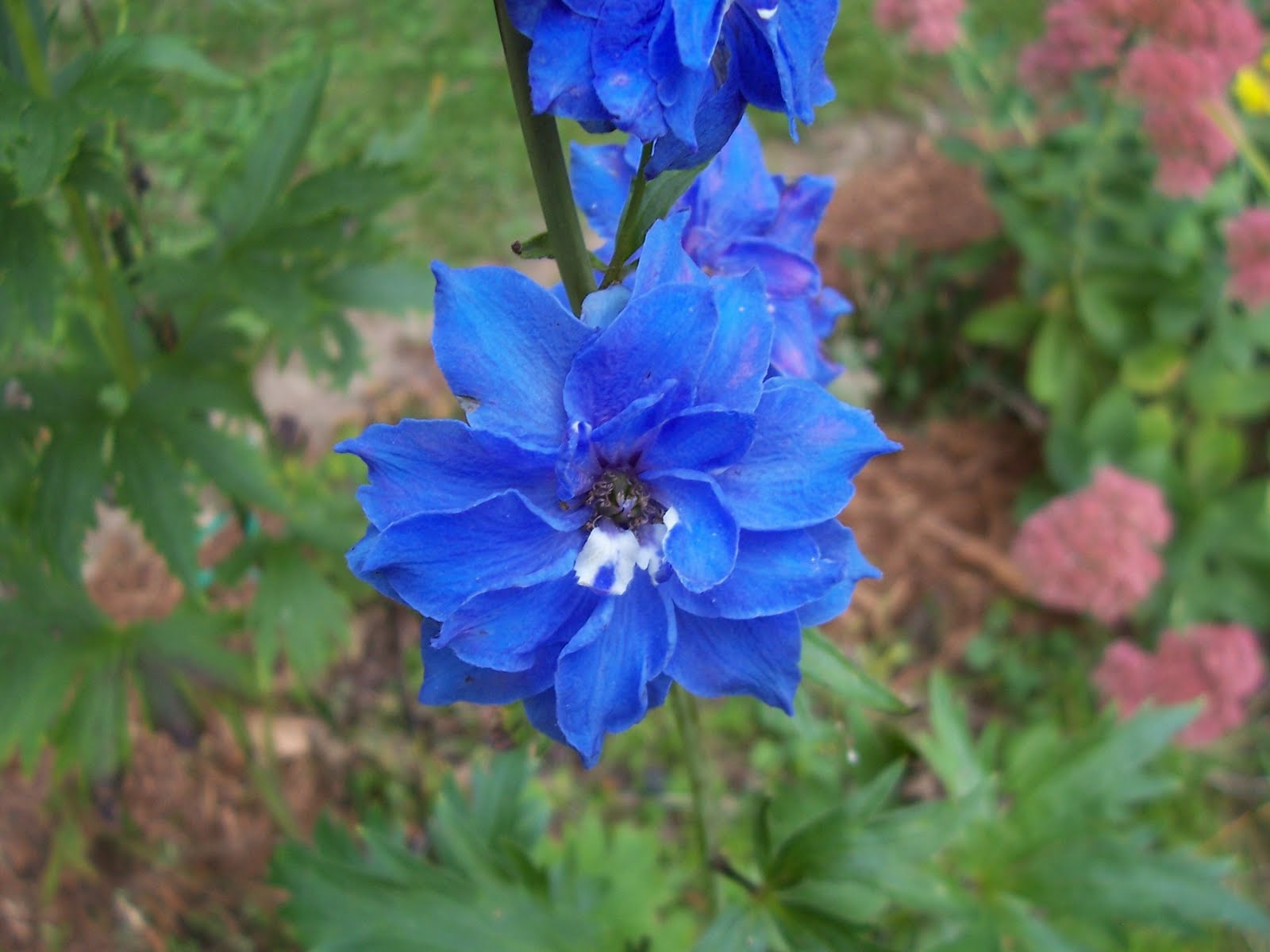 Garden Beauty Blue Delphinium A Flower For June And July Weddings Blue Delphinium A Flower For June And July Weddings