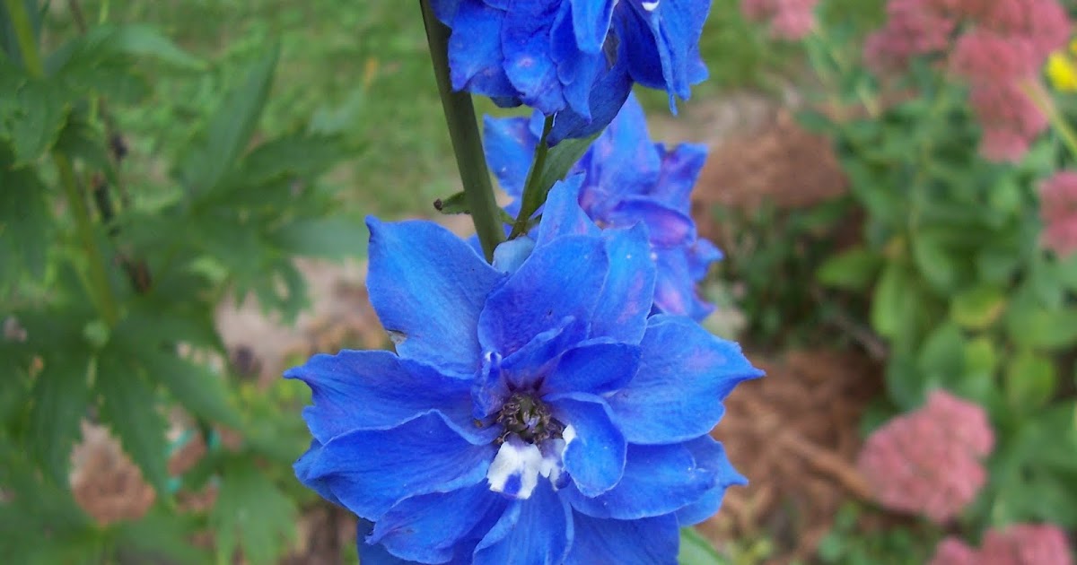 Garden Beauty Blue Delphinium, A Flower For June and July Weddings