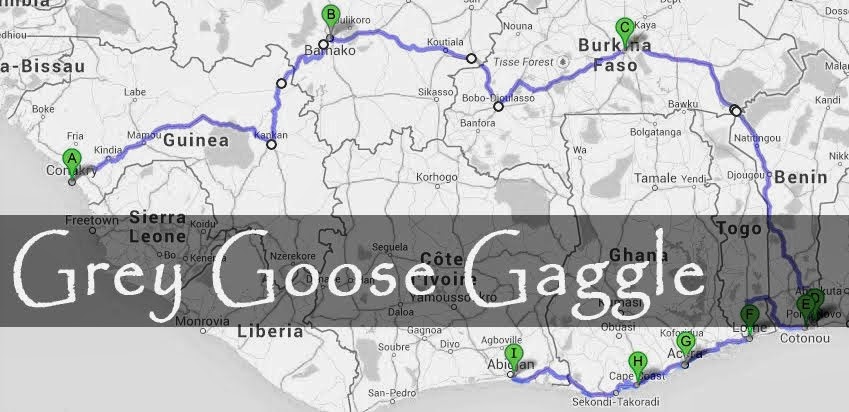 Grey Goose Gaggle