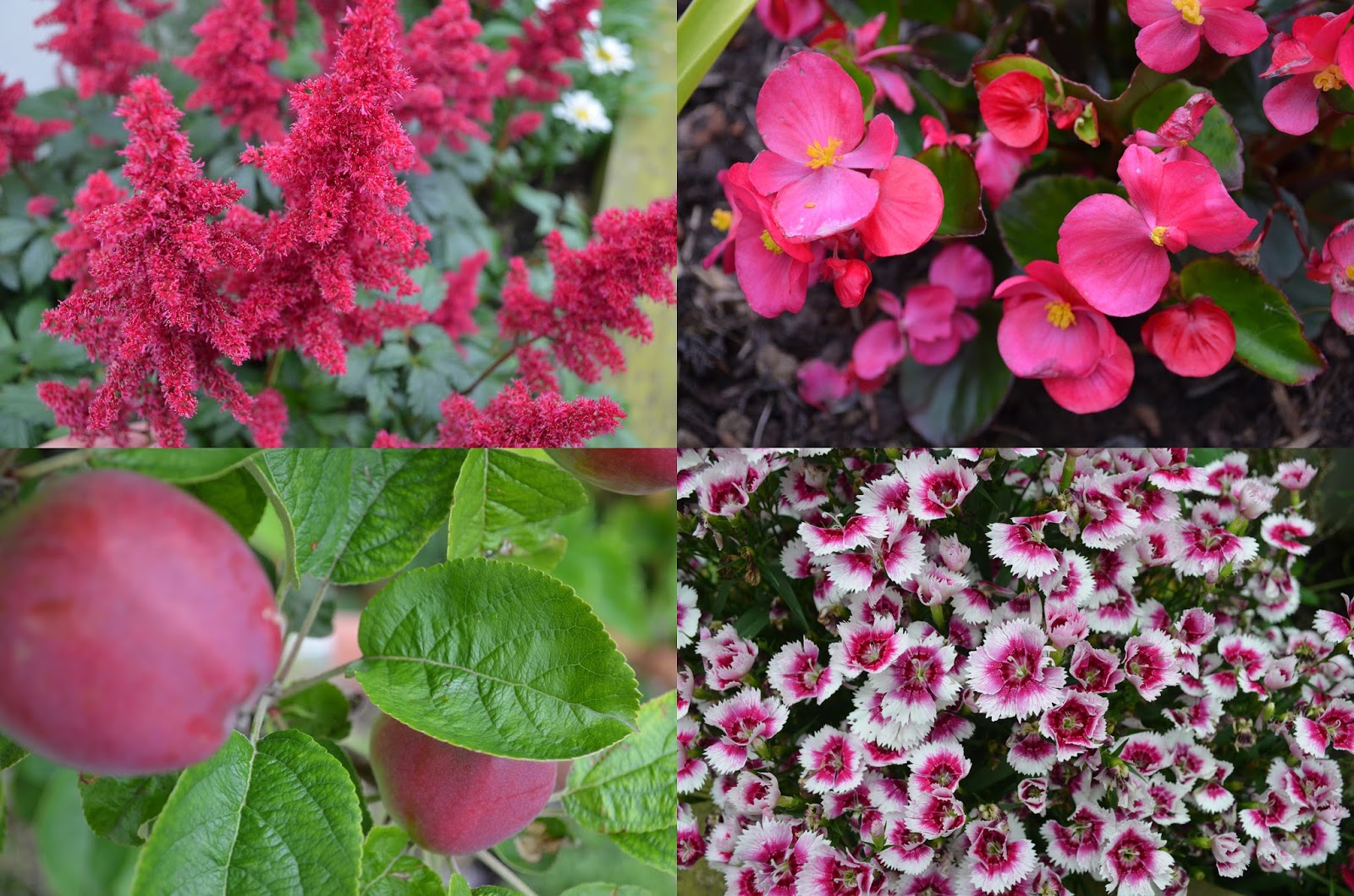 Kelli's Northern Ireland Garden July Cottage Style Plants