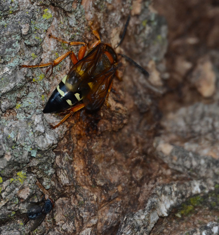 cicada killer wasp cicada killer wasp