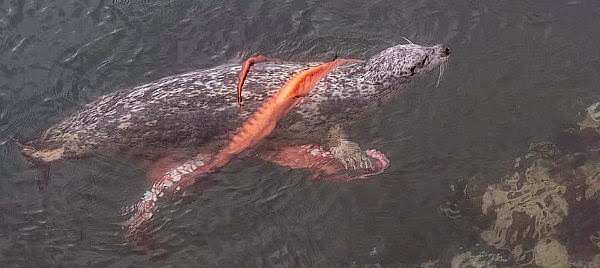 The victorious seal returns home with it's hunted octopus as its dinner Watch a rare Battle between a Seal and an Octopus via geniushowto.blogspot.com the victorious seal returns home with it's hunted octopus as its dinner