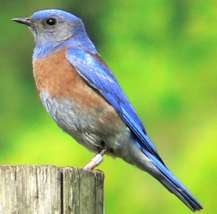 World Beautiful Birds : Western Bluebirds Birds | Interesting Facts