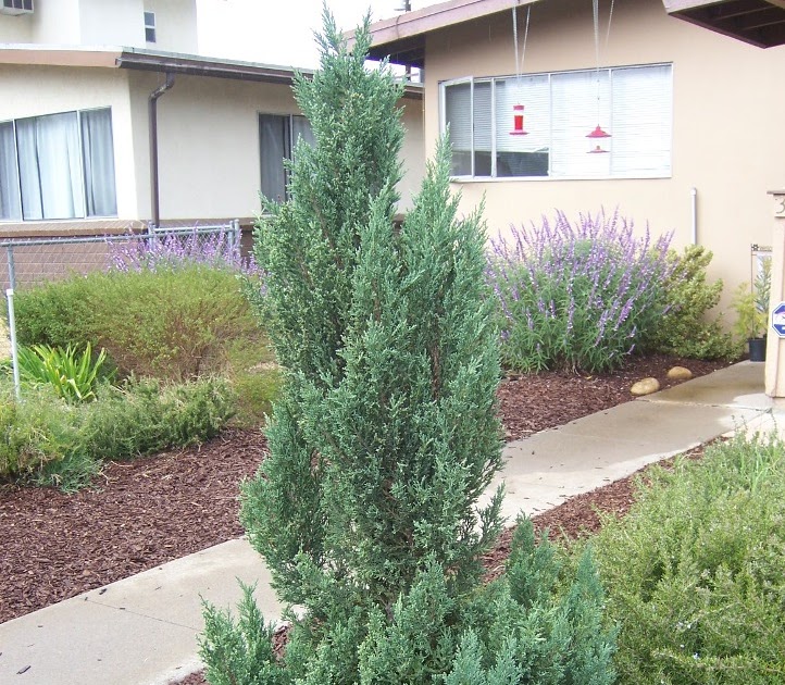 The 2 Minute Gardener Photo Blue Point Juniper (Juniperus chinensis