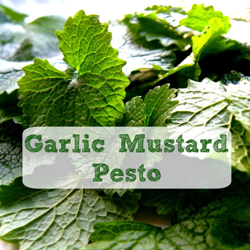 Linn Acres Farm Garlic Mustard Pesto